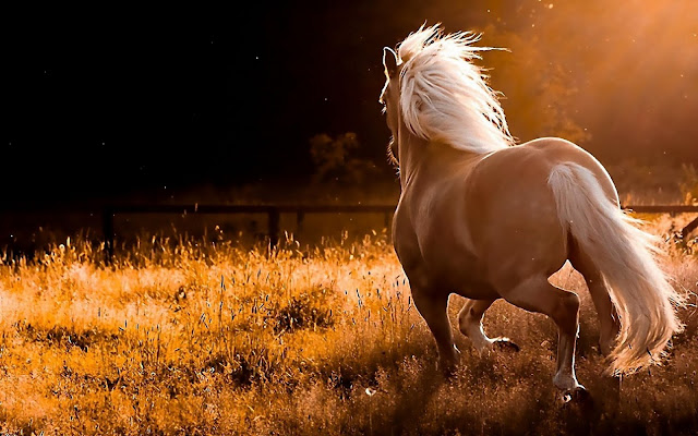 horse wallpapers HD