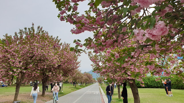 하남 미사리 조정경기장 겹벚꽃길