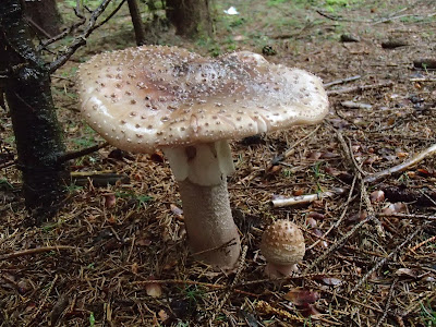 grzyby, grzybobranie, jadalne muchomory, rozpoznawanie jadalnych muchomorów, muchomor czerwieniejący Amanita rubescens 