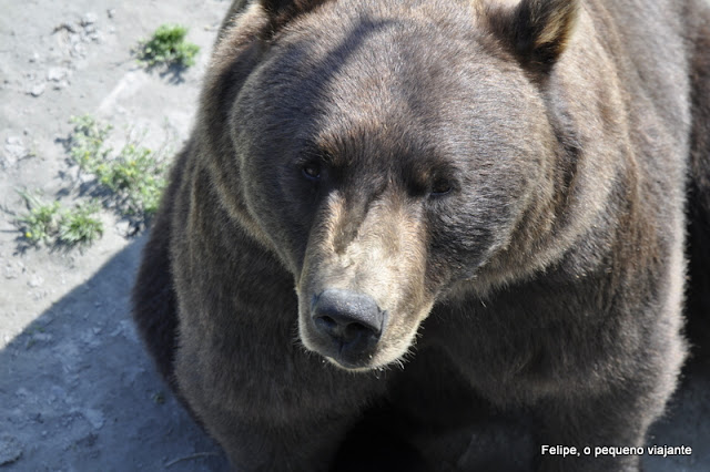 alaska_wildlife_conservation_center