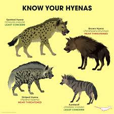 Tipos de Hienas
