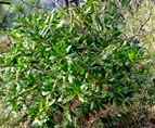 A woodsy walk 10
