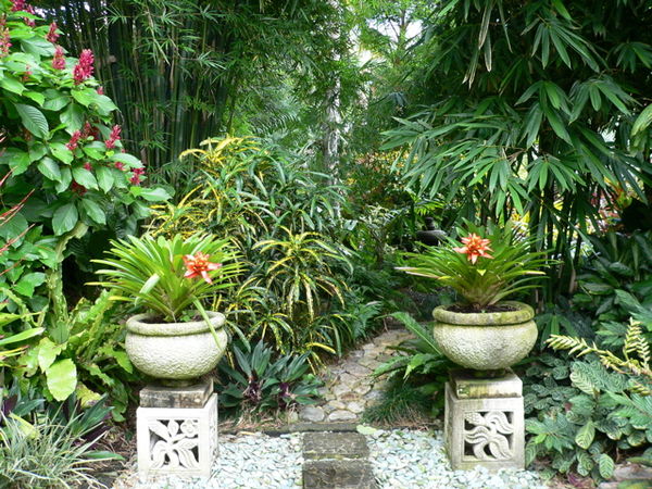 Plants for tropical gardens - home decor