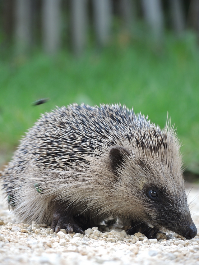 Metz: de botanische tuin - 2: de dieren