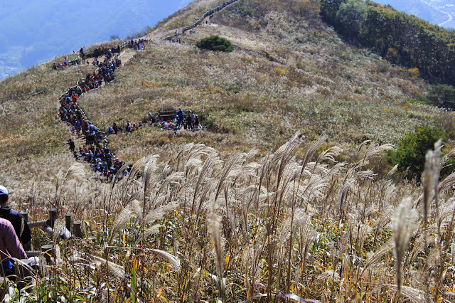 Eulalia(silver grasses) festival of Mindung mountain(민둥산 억새축제) in Jeongseon/Gwangwon province