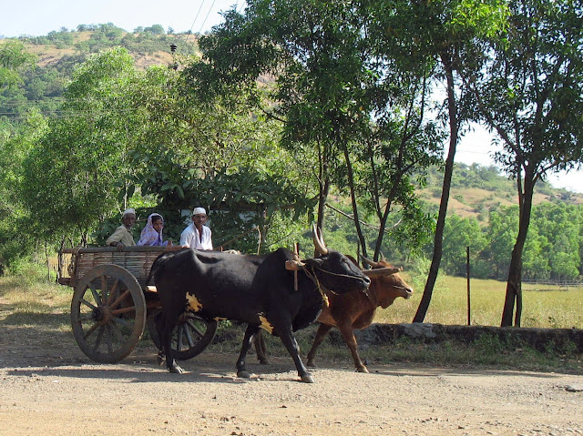 family on bullock cart in India