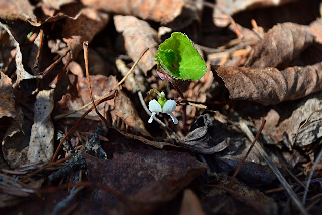 A single tiny white violet with a single bright green half unfurled leaf catch a ray of sunshine against last year's dried leaves. https://cohanmagazine.blogspot.com/