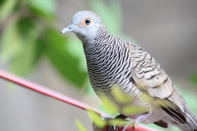 Mengenal burung perkutut. Cara memelihara, membedakan jantan dan betina, pakan dan harga jual.