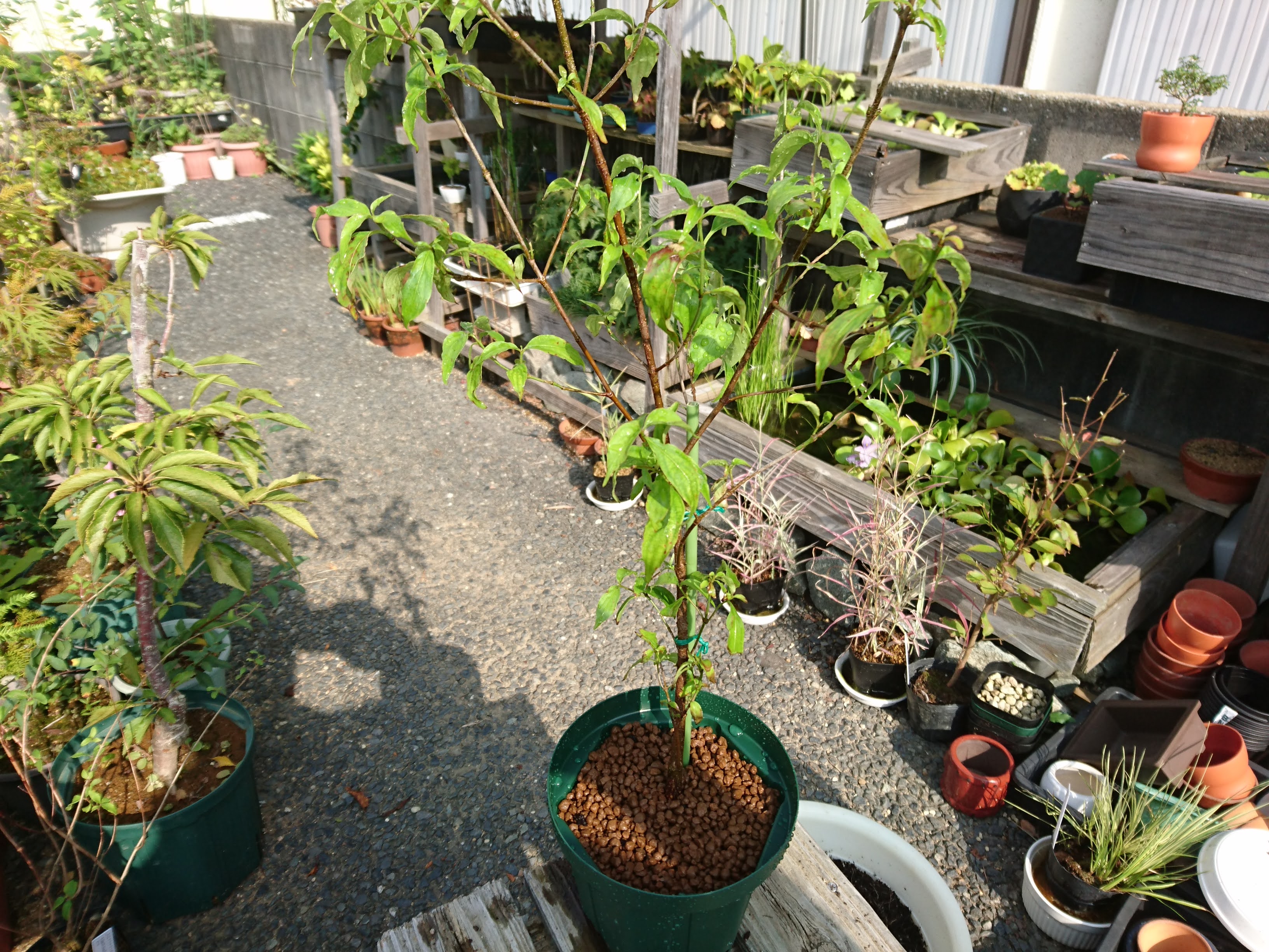 ヤマボウシの育て方 小さな鉢植えで 美しい花 可愛い実 紅葉を楽しむ メダカの大工