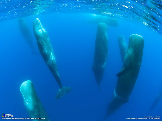sleeping whales