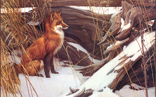 Red Foxes Wallpapers