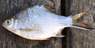 ikan tengadak