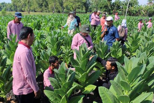 Tingkatkan Komoditas Tembakau Di Ngawi Melalui Pemanfaatan Lahan Kritis Dan Marginal