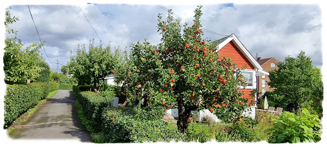 Irisveien i Solvang kolonihager, avdeling 1, Sognsveien 84, Sogn, Bydel Nordre Aker, oase i Oslo