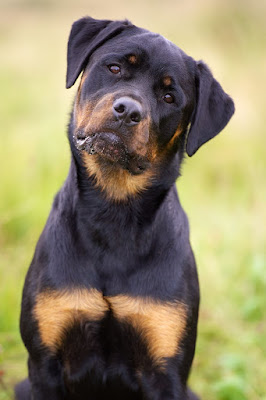 Interesting facts about Rottweilers