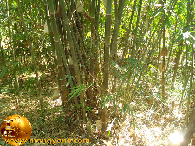 Bambu Ater / Awi Ater (Gigantochloa Atter)