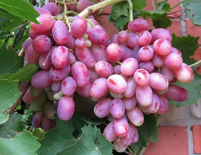 Anggur Vektor, tabulampot, anggur merah, buah anggur, pohon anggur, budidaya anggur, tanaman anggur, buah anggur merah, bibit anggur, gambar anggur, bibit tanaman, jual bibit tanaman, bibit buah, bibit anggur