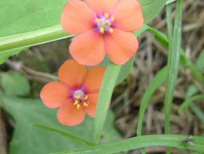 flor de murajes