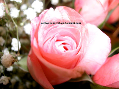 High Quality Rose Gifts by cool wallpapers at cool wallpapers and cool and beautiful wallpapers