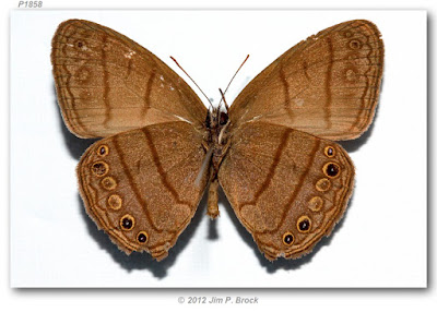 Mariposa hermes (Hermeuptychia hermes)