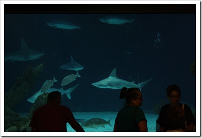Albuquerque 2011 018