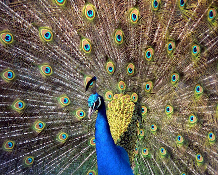 peacock @ Digaleri.com