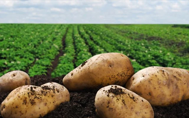 Ραγδαία πτώση στην παραγωγή πατάτας