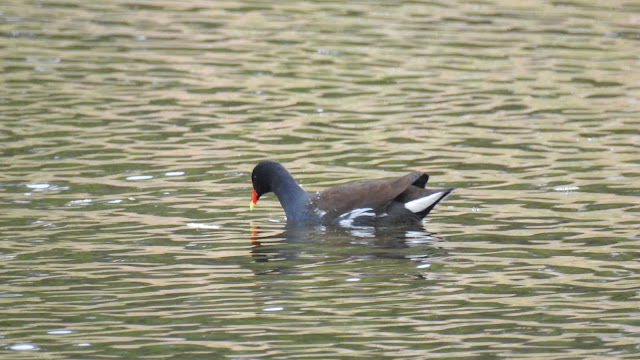 Lake (Deer Run Rd) Swan