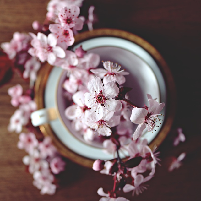 pink blossoms in a bowl