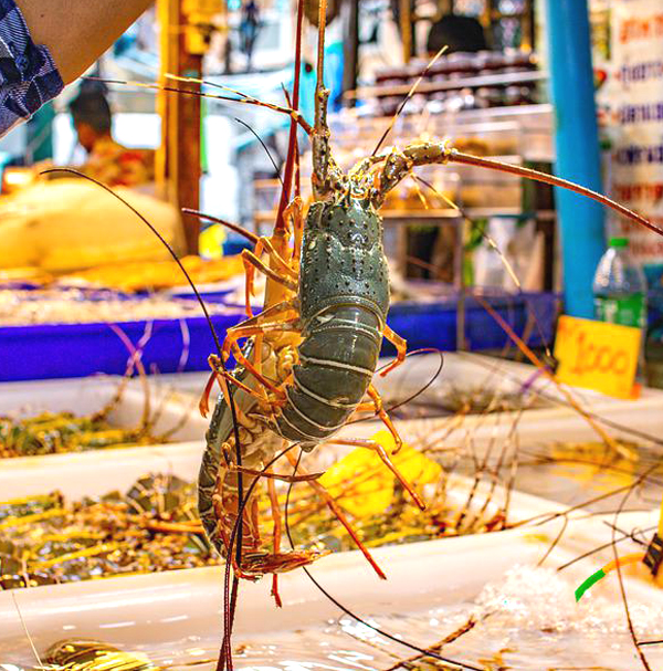 lobster farming, commercial lobster farming, lobster farming business, how to start lobster farming business, advantages of lobster farming, how to start lobster farming, feeding lobster, breeding lobster, lobster harvesting, lobster farming yield