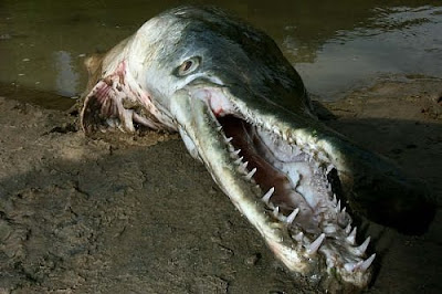 7 Monster Ikan Menakutkan | alamindah121