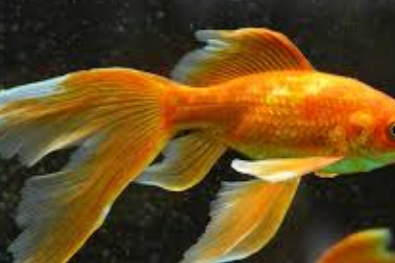 IKAN KOKI BERBADAN BULAT BEREKOR GANDA