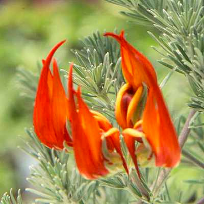 Paruh Kakatua (Lotus berthelotii)