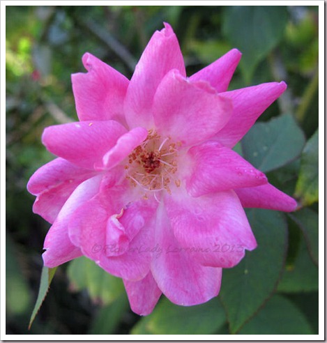 02-17-bonsilene