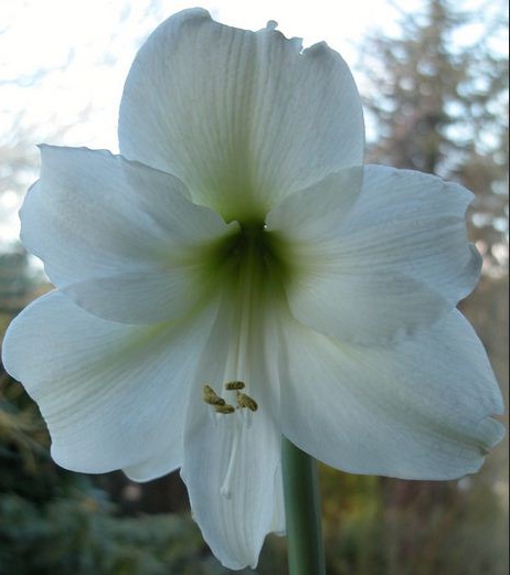 types of flowers for wedding bouquets Amaryllis White Bouquet Flowers | 462 x 521