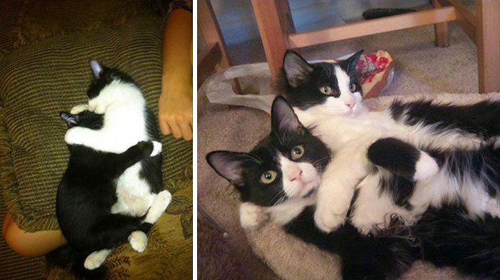 50 Heart-Warming Photos of Animals Growing Up Together - 12 Months Apart