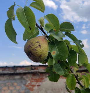 A single pear (not yet ripe)