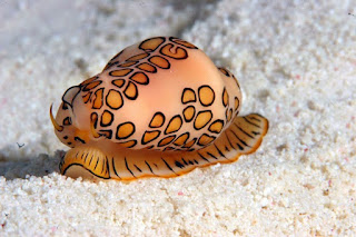 Foto Hewan Laut yang Unik