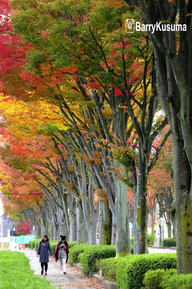 Kofu city, the beautiful gem in the land of Mount Fuji.