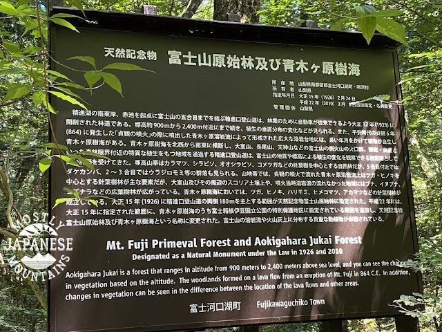 Into the Aokigahara Forest