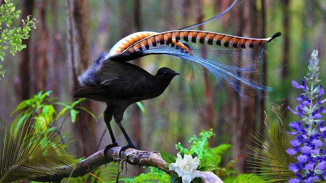 The Lyrebird: Nature's Greatest Mimic