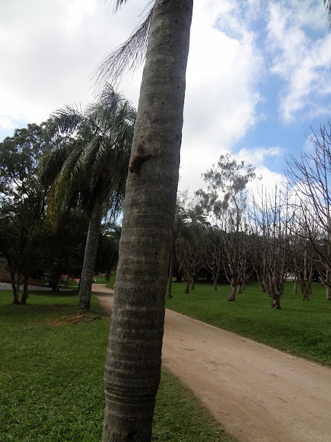 Parque do Carmo em São Paulo esquilo