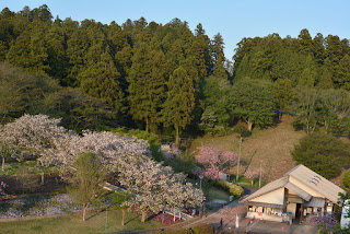 展望デッキと八重桜