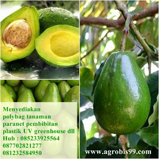 harga polybag ukuran 25 cm,harga polybag ukuran 30,harga polybag ukuran 30 cm,harga polybag ukuran 30x30,harga polybag ukuran 35 cm,harga polybag ukuran 40 cm,harga polybag ukuran 40 x 50,harga polybag ukuran 40x40,harga polybag ukuran 5 kg,harga polybag ukuran 50