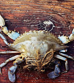 picture Sirigueijo Animal blog do cakkinho siri e sirigueijo