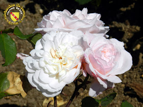 VILLERS-LES-NANCY (54) - La roseraie du Jardin botanique du Montet - Rose Gruss an Aachen