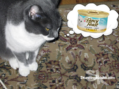 5 Reasons Not to Feed Your Cat One Brand of Food Exclusively