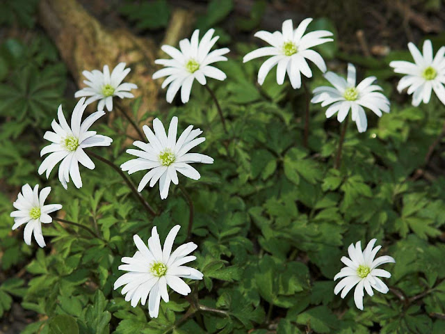 Spring Flowers