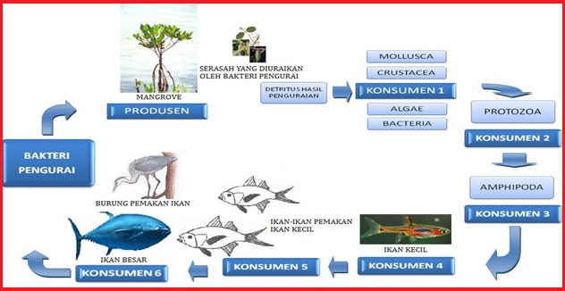 Diagram Jaring Jaring Makanan Ekosistem Laut Images - How 