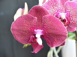 Phalaenopsis Fusheng sweet paradise - Phalaenopsis Ching Her Golden x Phalaenopsis Leopard Prince